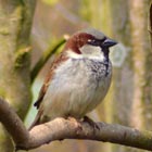 house sparrow